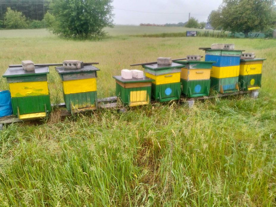 Sprzedam ule z rodzinami pszczelimi oraz miód