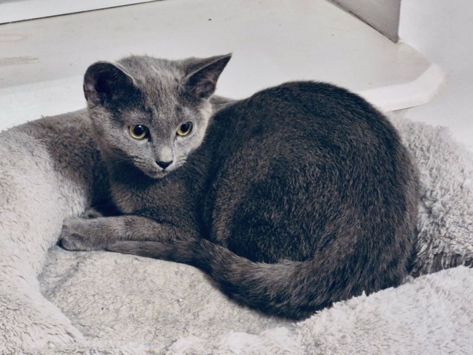 Kotka Rosyjska Niebieska Lucy