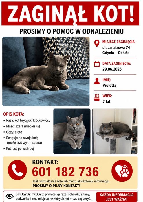 Zaginęła kotka Violetta – Gdynia Obłuże,