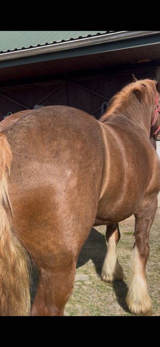 Sprzedam klacz zimnokrwista