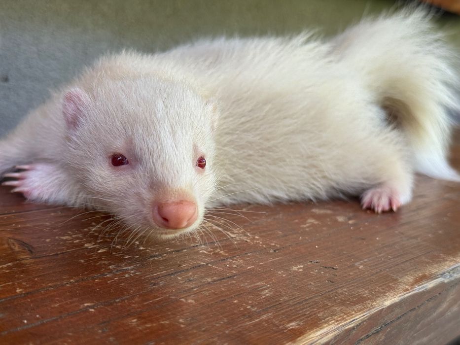 Na sprzedaż skunks, młody samiec