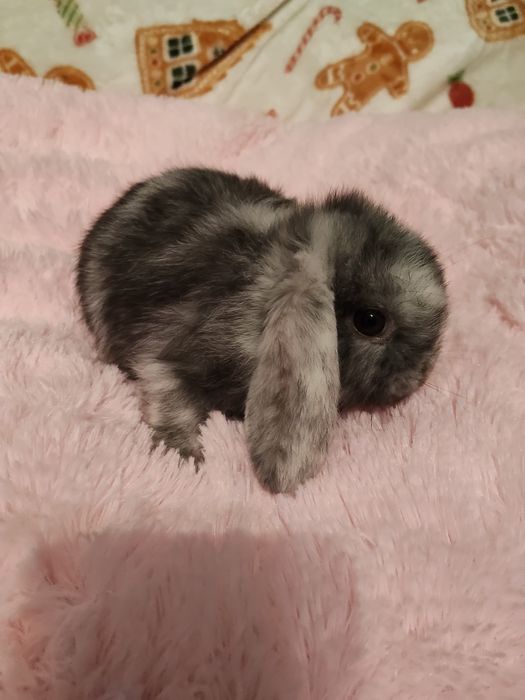 Sprzedam samiczkę mini lop