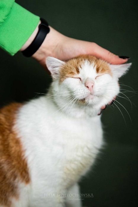 Romek - najsłodszy przytulak szuka kochającego domu