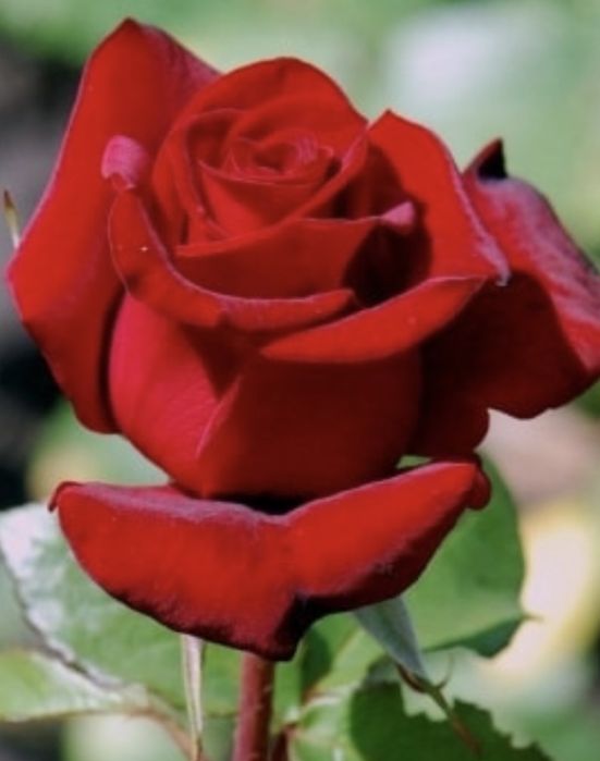 Троянда  Гран Прі Grand Prix дворічний кущ