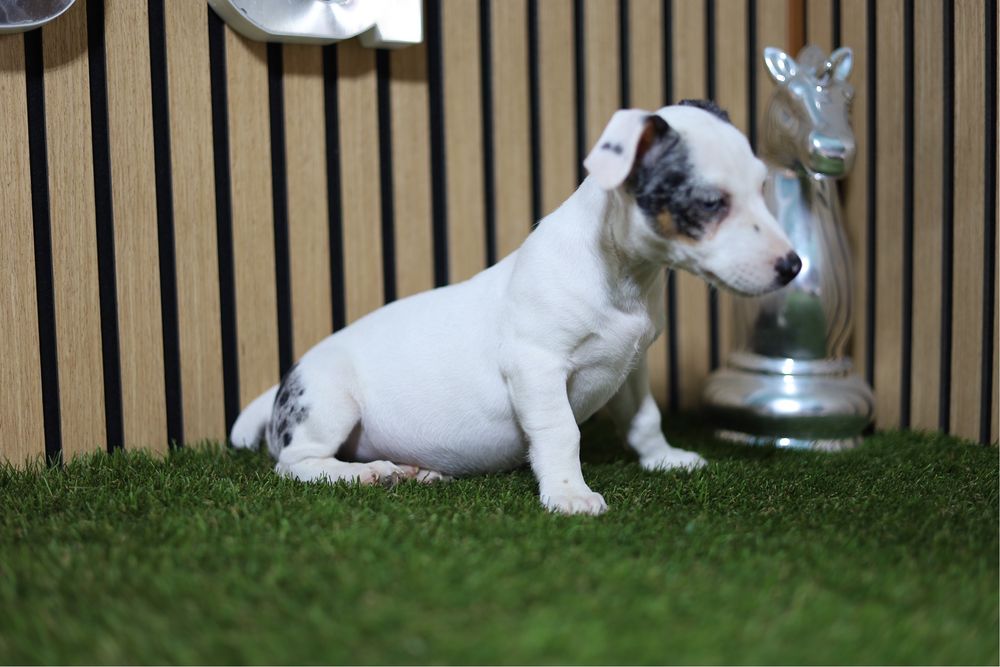 Jack russell merle