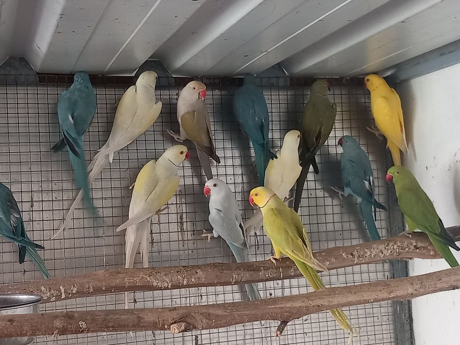 Ring necks V.  mutações