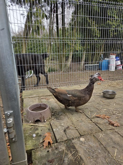 Sprzedam kaczora rocznego