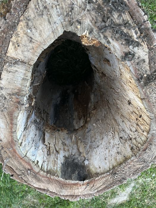 Orzech włoski pień na dekoracje ogodowe