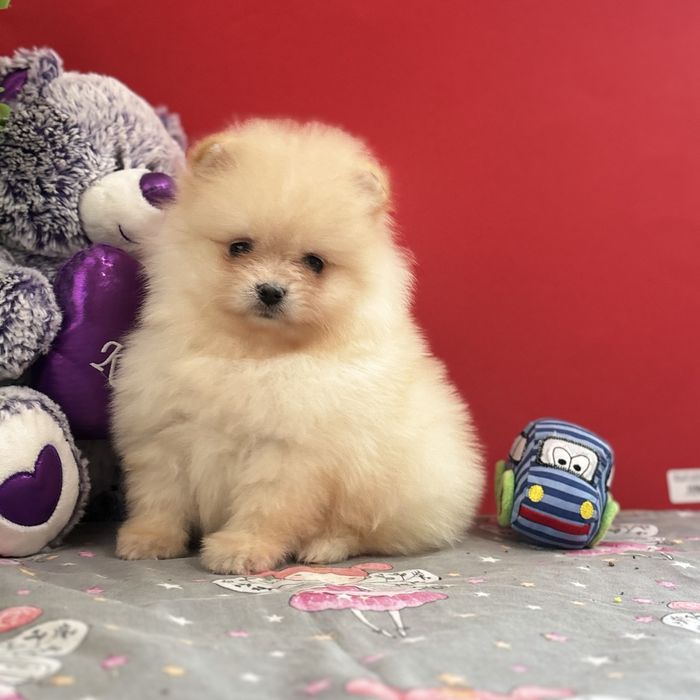 лялькова дівчинка тип ведмедика