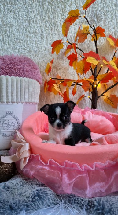 Cudowna sunia Chihuahua krótkowłosa