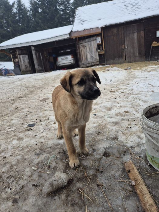 Szczeniaki do oddania