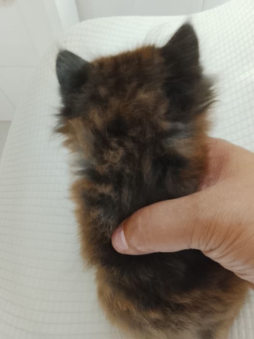 Gato persa  himalaia