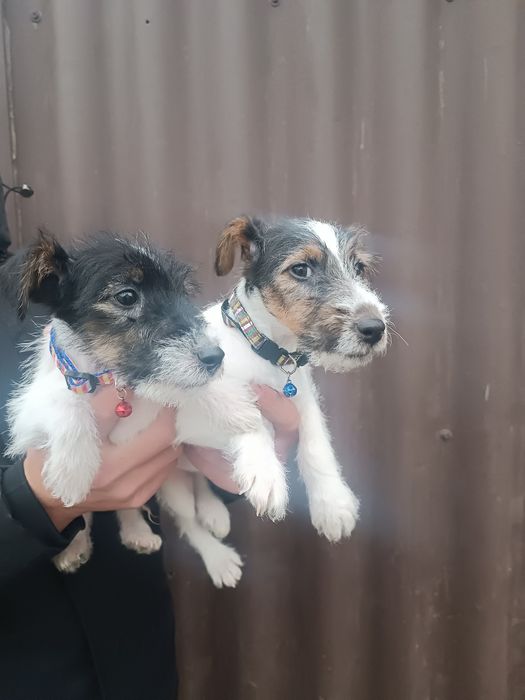 Привитые клубные Фоксы