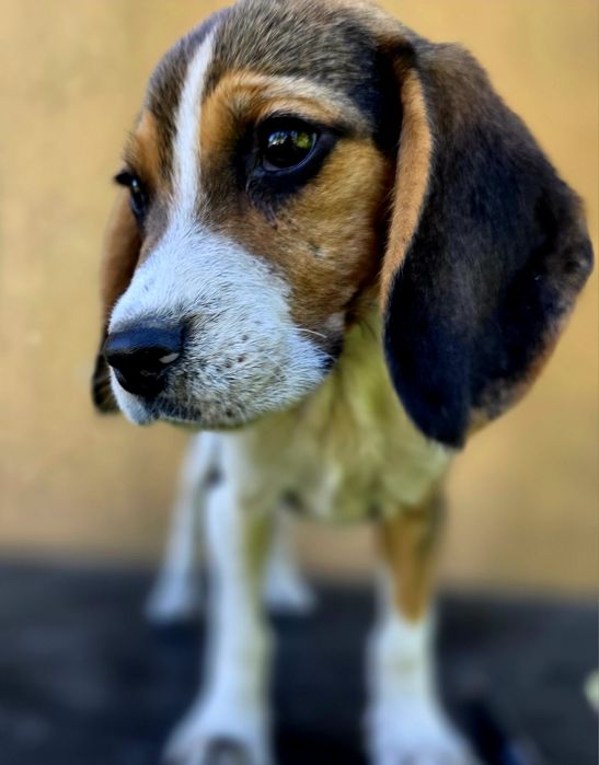 Piesek szczenię Beagle szczenięta Asher