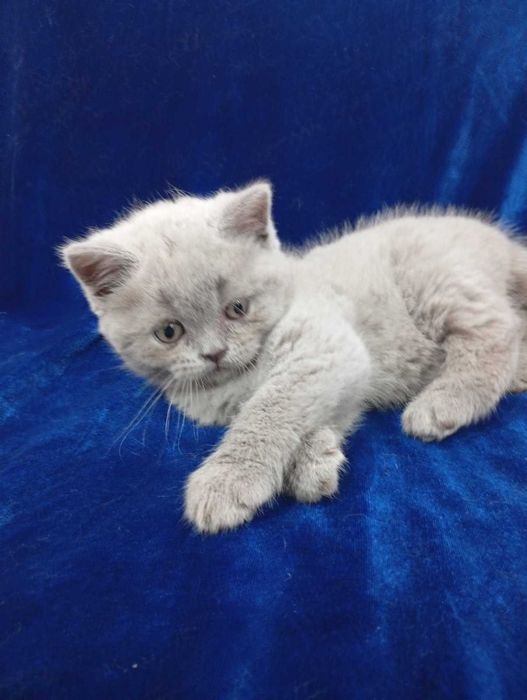 шотландские котята