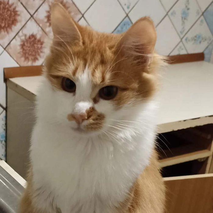 Отдам рыжую пушистую кошку, стерилизована, 1 год