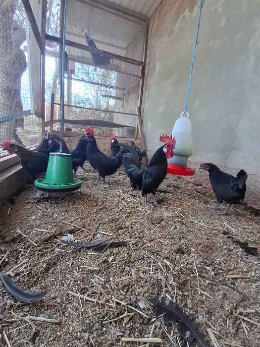 Animais para voarem para outras quintas