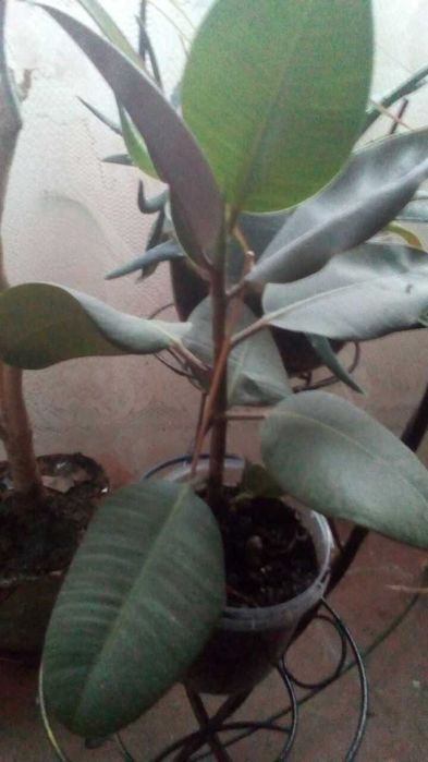 фікус молодий фикус 50 см висота