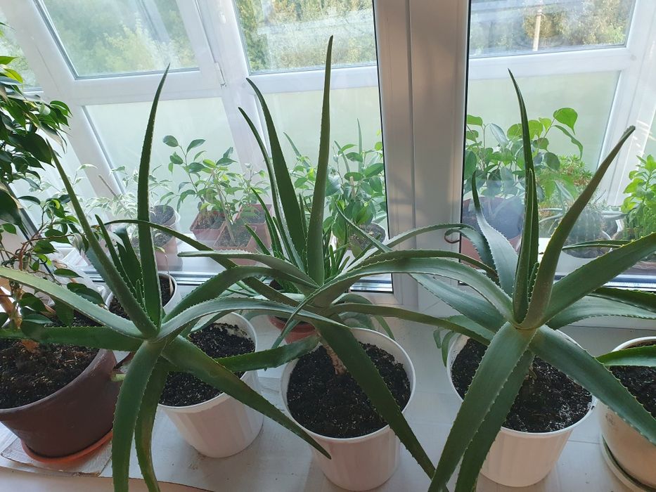 Алое вера (лікувальна рослина) з горщиком