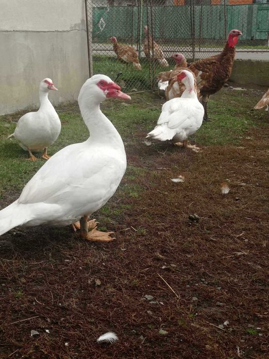 Індокачки Німецької селекції