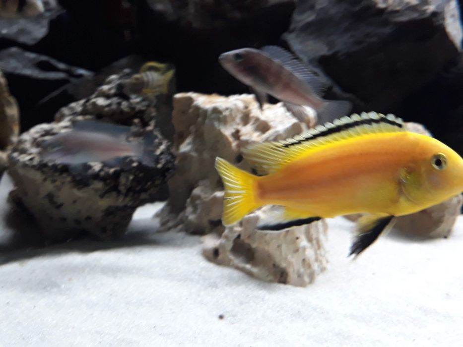 Crias Caeruleus Ciclideo