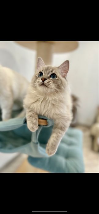 Przekochany Ulmiś Wiktorkowo*Pl fife na kolanka