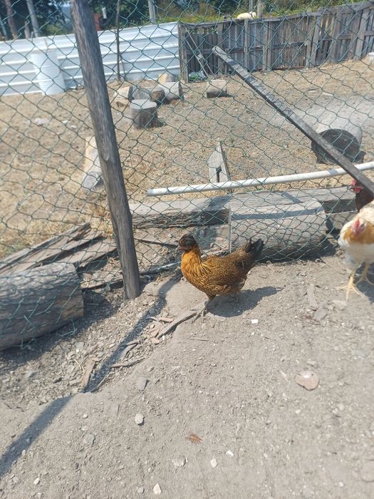 Garnizo e garniza