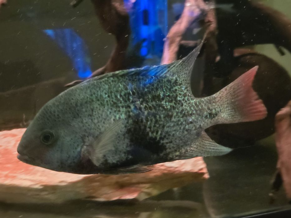 Pielęgnica Macalicauda - Czarnopręga