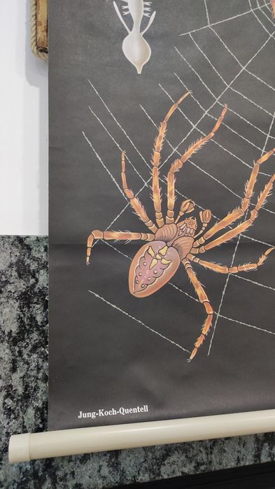 Cartaz escolar antigo - Zoologia Aranhas
