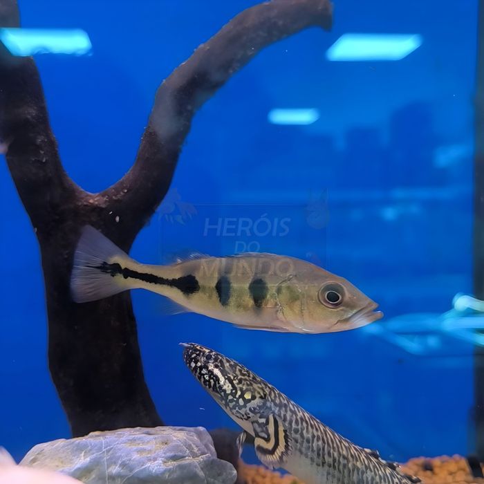 Tucunaré Amarelo (Cichla Munoculos)