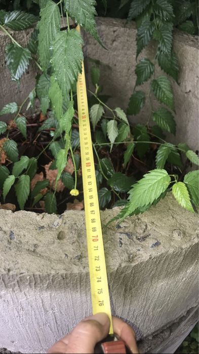 Бетонные кольца  септики, колодцы,, канализационных  и выгребных ям