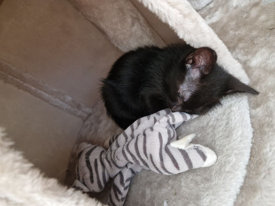 Doação gatinha bebé de 2 meses com kit