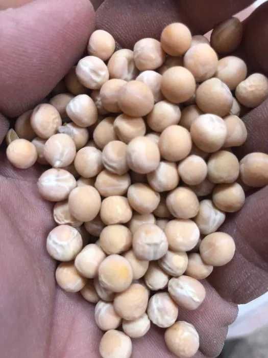 Горох (оплот) ОПЛОТ