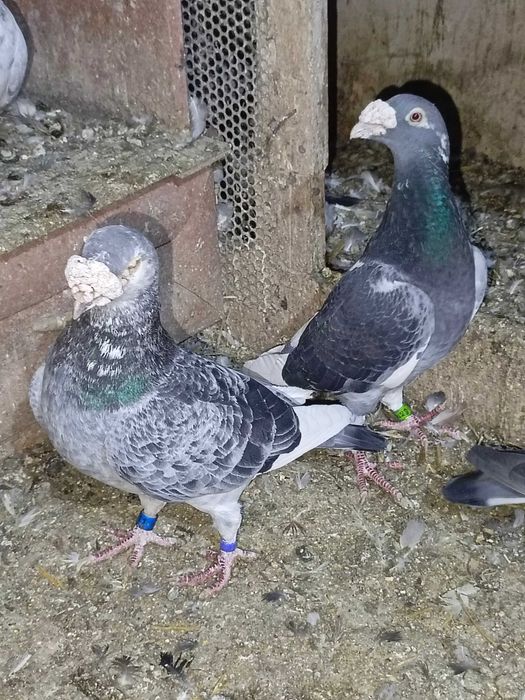 Sprzedam gołębie różnych ras