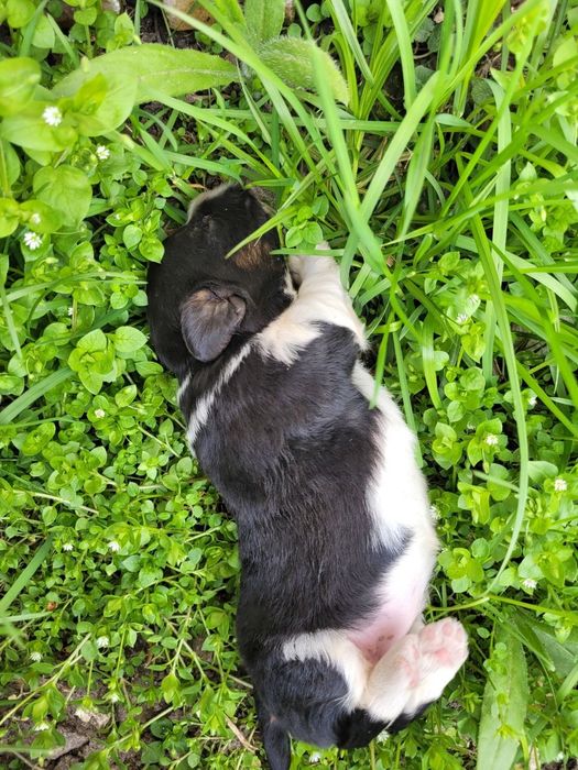 Цуценята дівчатка