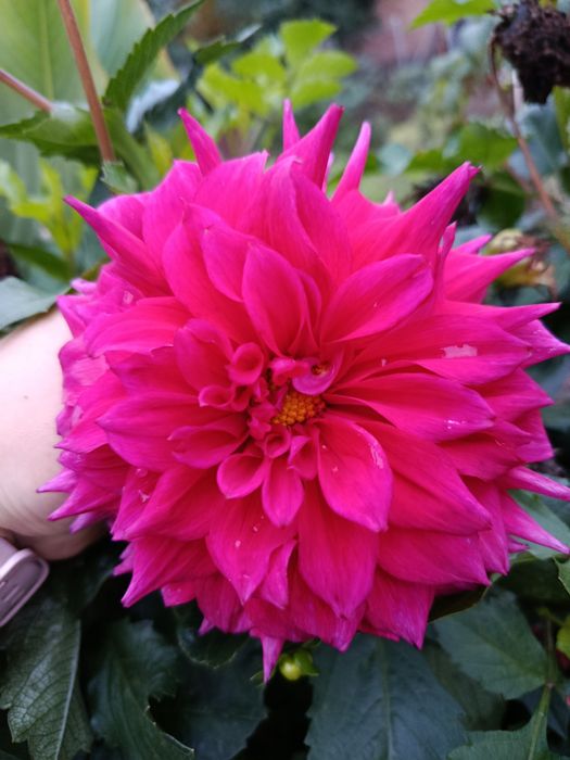 Жоржина бульби неділені кущі