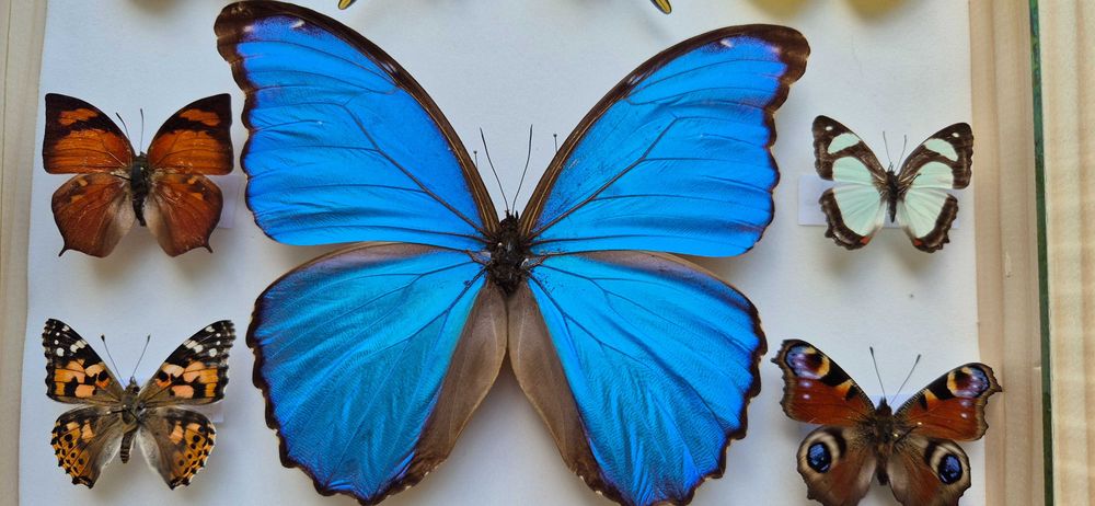 Gablotka motyle Morpho godarti didius Papilio Cyrestis i inne na ścianę