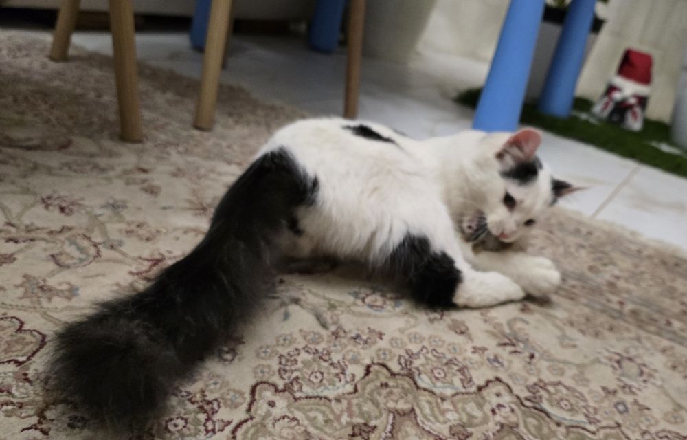 Котик в добрі руки безкоштовно