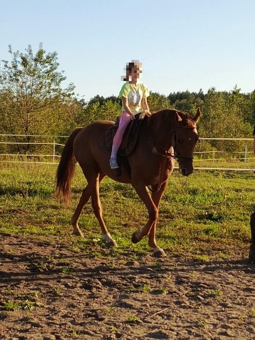 Sprzedam wałacha małopolskiego