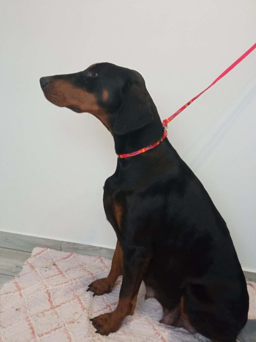 Za darmo Suka Doberman