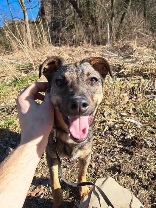 Inka, suczka do adopcji