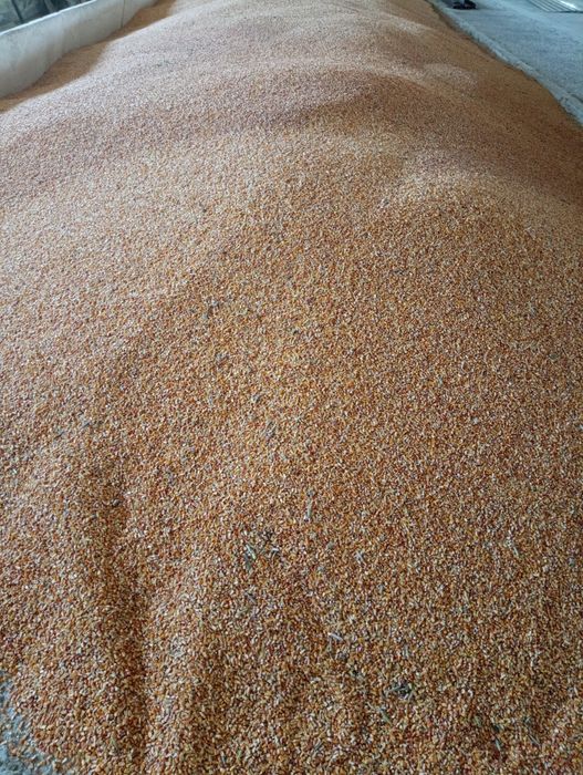 Продам кукурудзу