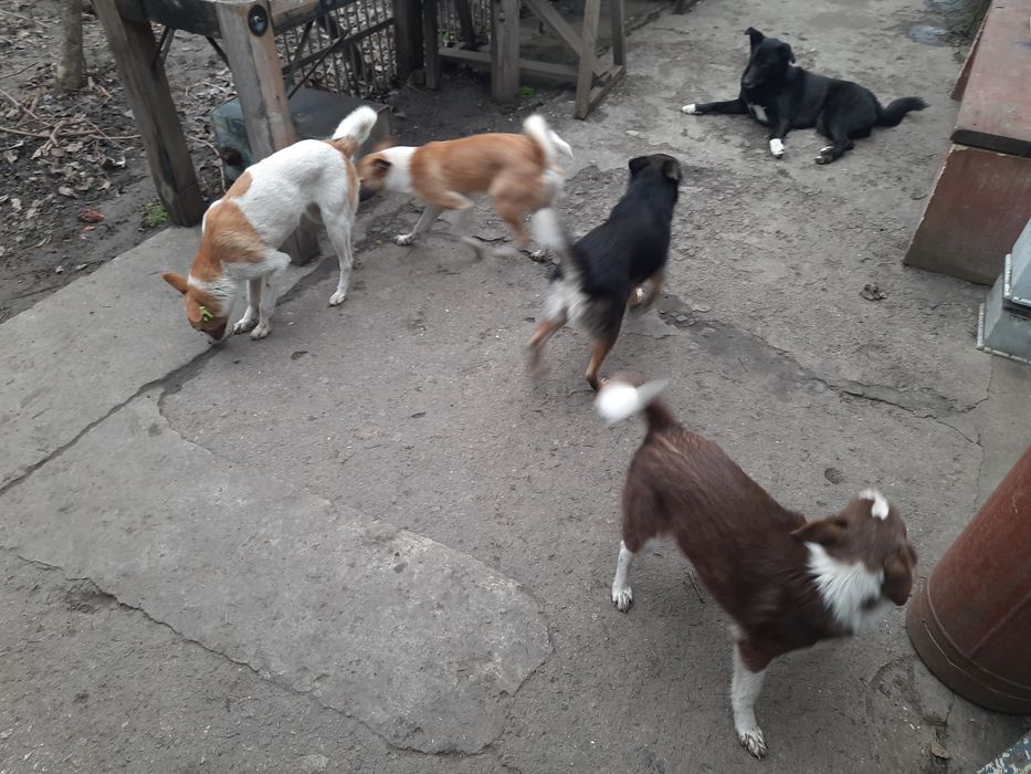 Віддам в добрі руки