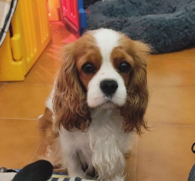 Cavalier King Charles Spaniel Menina