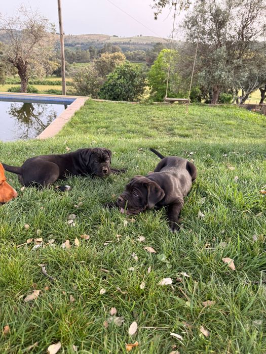 Cane Corso Italiano macho