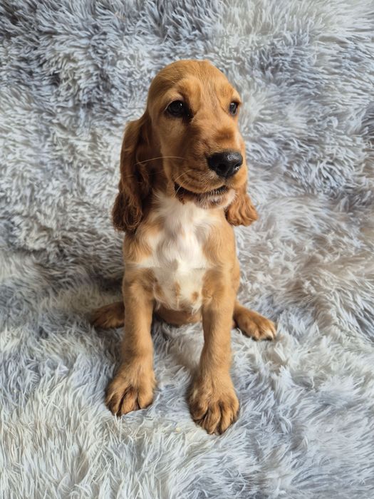 Cocker spaniel suczka Gaja