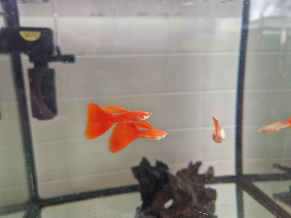 Gupiki rasowe Red Blond - ryby akwariowe