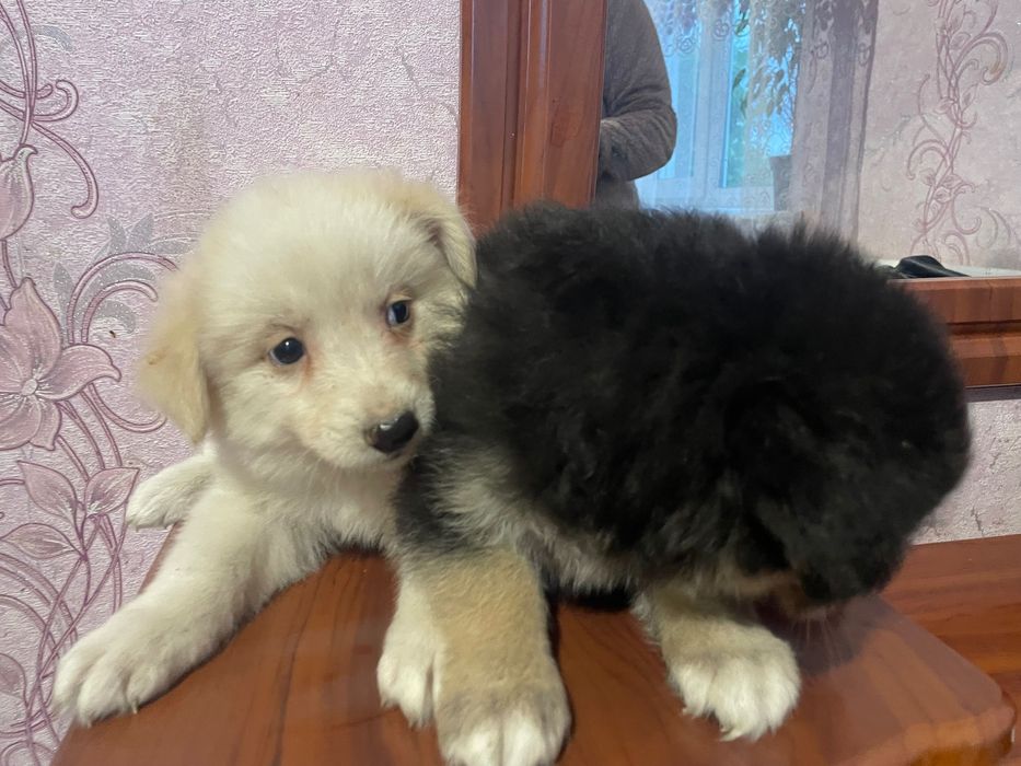 Віддам цуценят 2 дівчинки
