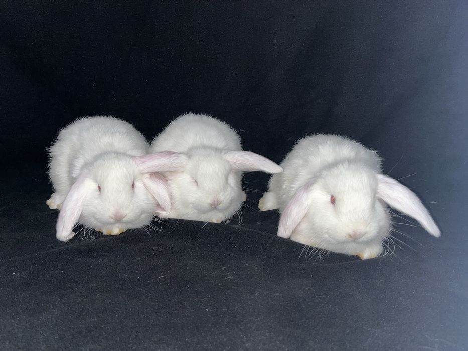 Króliki barany francuskie białe