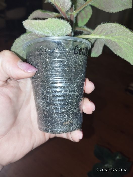 Колерія Cecille молоді рослини